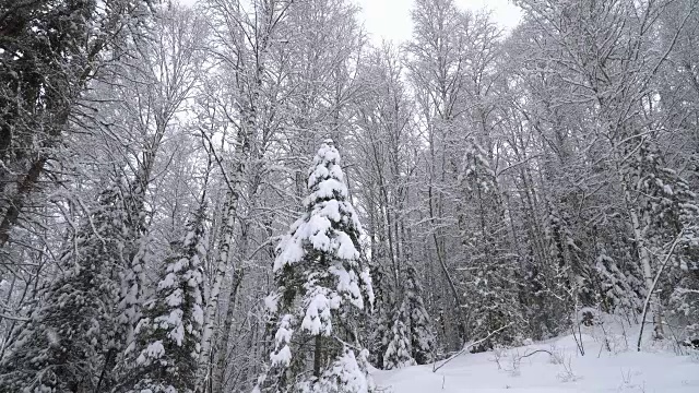 冬天森林里的降雪。视频素材