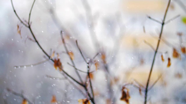 雪花飘落在凋谢的秋树上视频素材