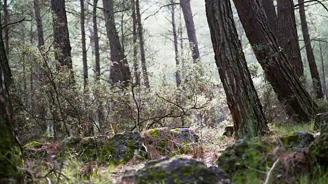 慢慢地穿过森林视频素材