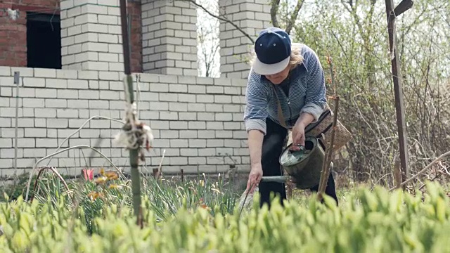 高级妇女浇水植物和花卉从浇壶而园艺工作视频素材