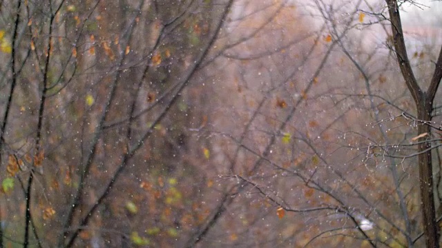 秋天的降雪映衬着褪色的树木视频素材