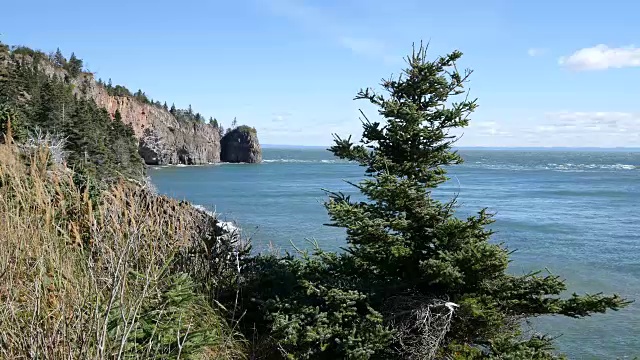 加拿大芬迪湾的树和景观视频素材