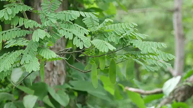 热带森林中的种子、豆荚和叶子视频素材