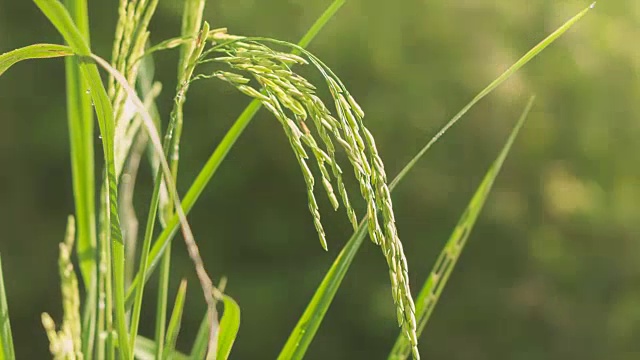 早上的稻田视频素材