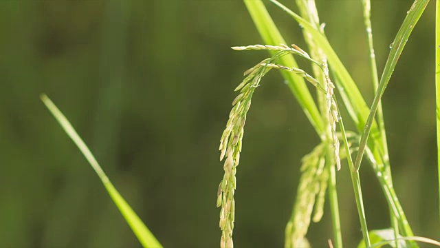 早上的稻田视频素材