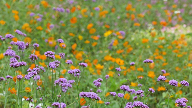 阿根廷马鞭草花坛视频素材