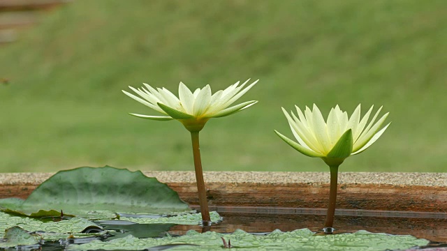 花园里有黄色的睡莲视频素材