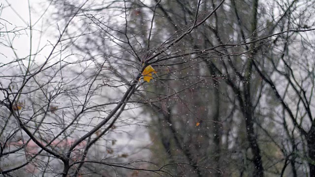 光秃秃的树和秋天的雪视频素材