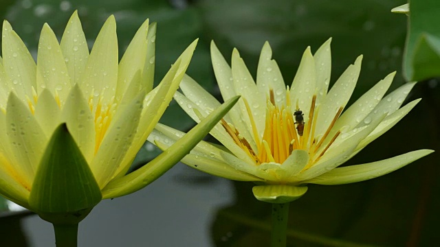 黄莲和蜜蜂在花园里视频素材