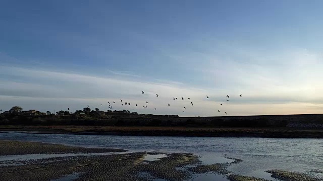 一架无人机跟随一群飞向加州圣地亚哥海滩的海鸥视频素材