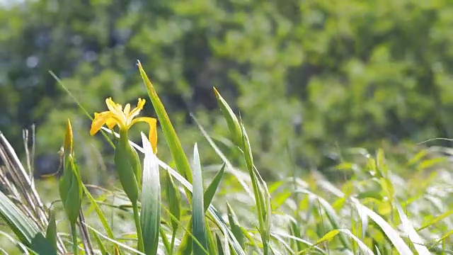 风中的黄花蝴蝶花视频素材