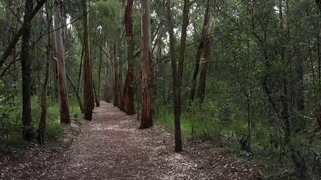 树林里的树木和小径。视频下载