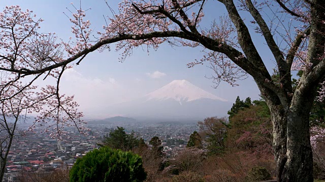 富士山上樱花盛开视频素材