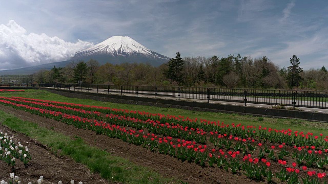 富士山上的一片红色郁金香花丛视频素材