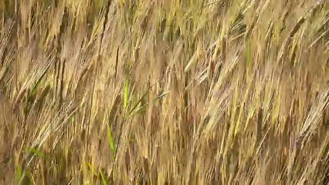 在夏日阳光明媚的日子里，风摇动着成熟的小麦和黑麦的穗子视频素材