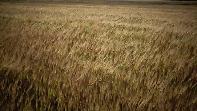 在夏日阳光明媚的日子里，风摇动着成熟的小麦和黑麦的穗子视频素材