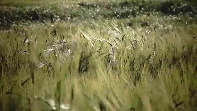 在夏日阳光明媚的日子里，风摇动着成熟的小麦和黑麦的穗子视频素材