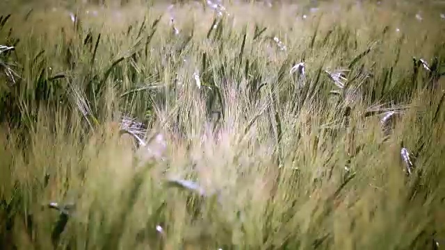 在夏日阳光明媚的日子里，风摇动着成熟的小麦和黑麦的穗子视频素材