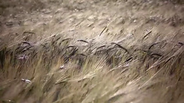 在夏日阳光明媚的日子里，风摇动着成熟的小麦和黑麦的穗子视频素材