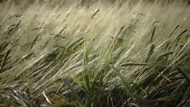 在夏日阳光明媚的日子里，风摇动着成熟的小麦和黑麦的穗子视频素材