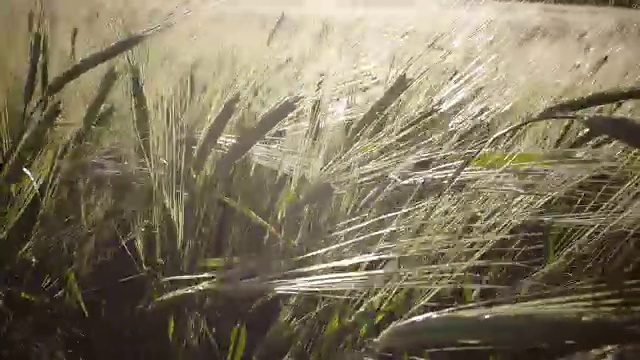 在夏日阳光明媚的日子里，风摇动着成熟的小麦和黑麦的穗子视频素材