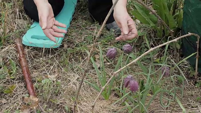 手园艺妇女触摸花蕾，而花园工作在花坛视频素材