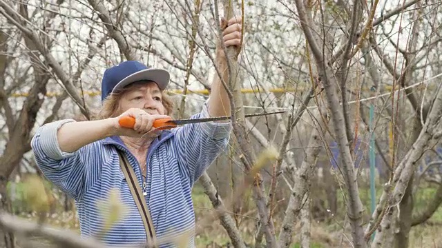 老妇园丁锯树枝时，春天的花园工作视频素材