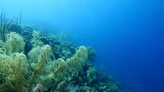 在库拉索岛周围的加勒比海珊瑚礁海景视频素材