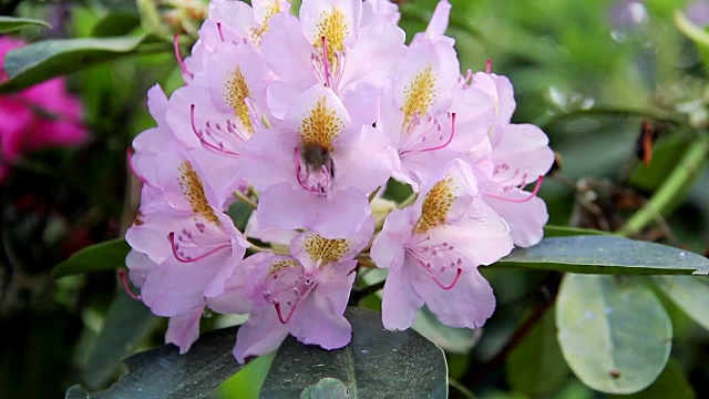 杜鹃美丽的花朵和大黄蜂。拉脱维亚大学杜鹃花苗圃'Babite'视频素材