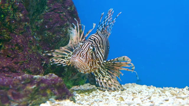 水族缸里的海洋生物视频素材