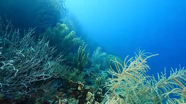 在库拉索岛周围的加勒比海珊瑚礁海景视频素材