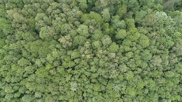 森林鸟瞰图视频素材