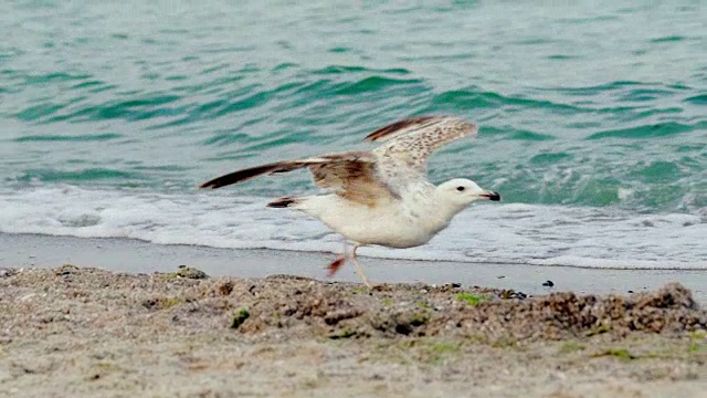 海鸥。视频素材