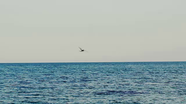 海鸥在海面上飞翔。视频素材