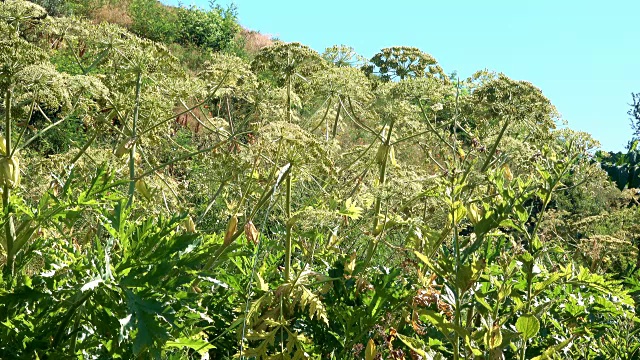 药用植物赫拉克勒斯开花视频素材