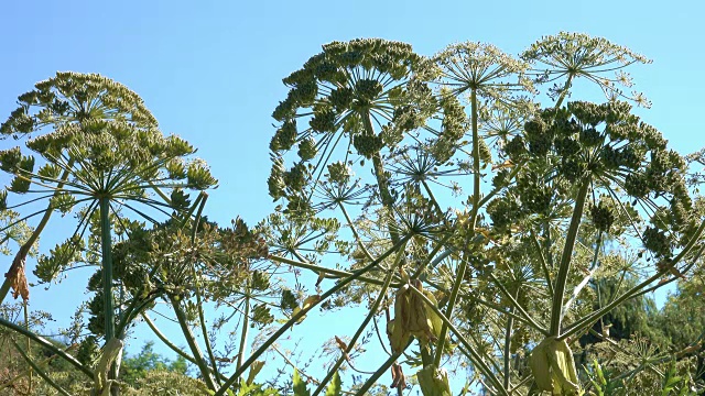 药用植物赫拉克勒斯开花视频素材