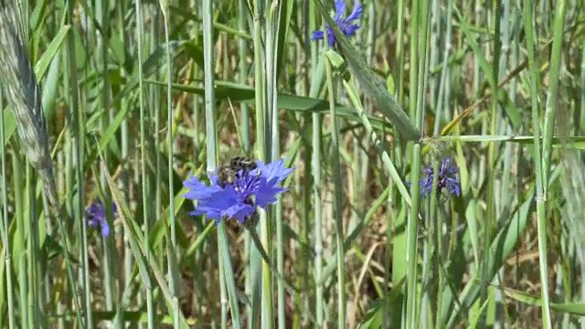 蜜蜂为麦田里的矢车菊授粉视频素材