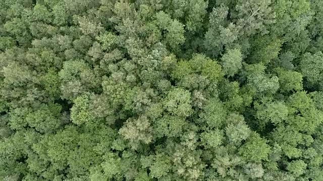 森林鸟瞰图视频下载