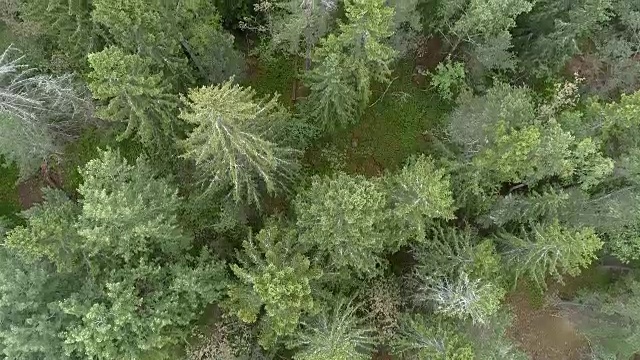 森林鸟瞰图视频下载