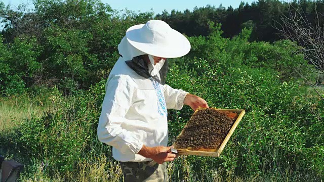 养蜂人在养蜂场里处理蜜蜂和蜂箱。视频素材