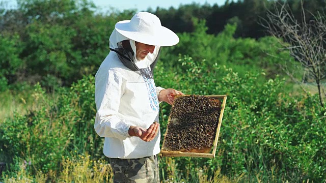 养蜂人在养蜂场里处理蜜蜂和蜂箱。视频素材