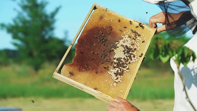 养蜂人在养蜂场和蜜蜂一起工作。视频素材