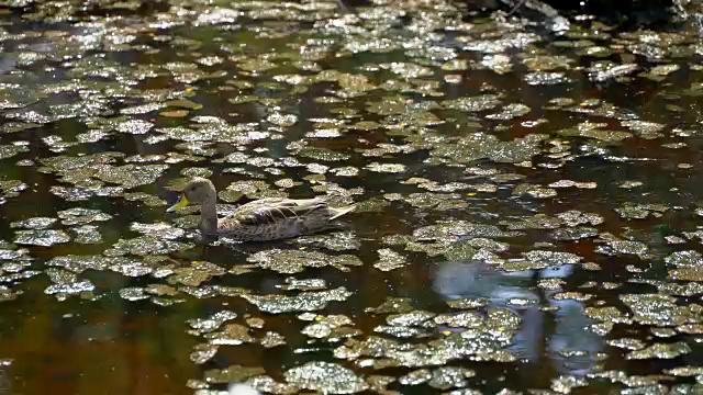 阿根廷的乌斯怀亚景观和湖泊视频素材