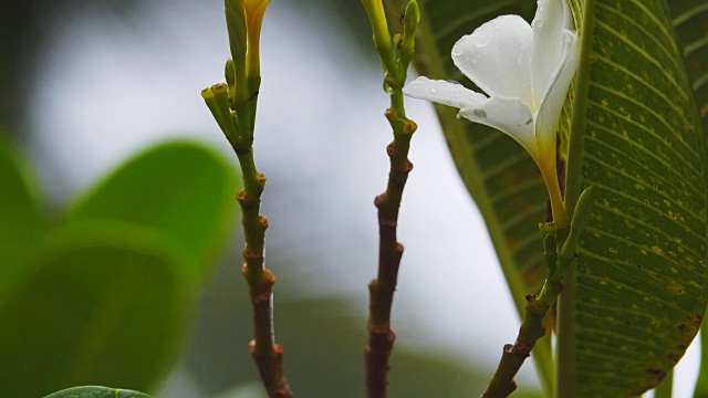 4k:鸡蛋花上的雨滴视频素材