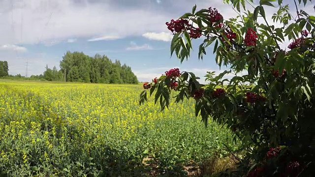 红接骨木总状花序近油菜地，时间流逝视频素材