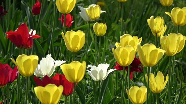 五彩缤纷的春天郁金香花在风中背景视频素材