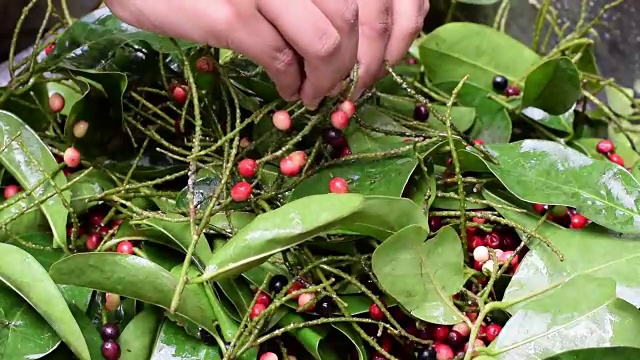 比格奈家葡萄酒加工去除水果的茎视频素材