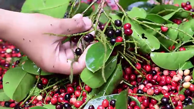 比格奈家葡萄酒加工去除水果的茎视频素材