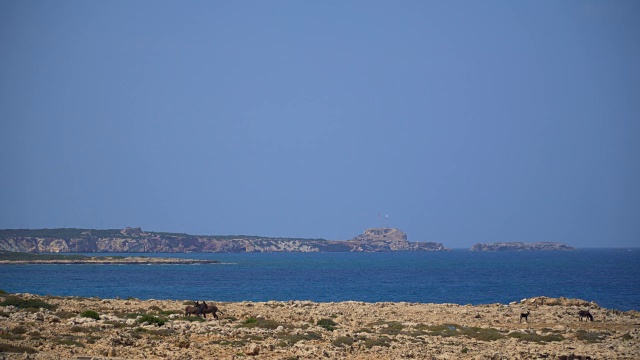 野驴在海边视频素材