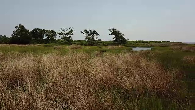 低空空中飞过北卡罗来纳州翡翠岛的高沼泽草视频素材